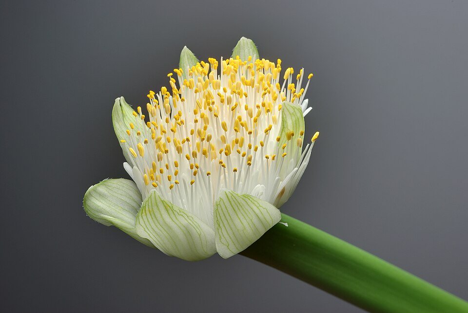 Haemanthus albiflos bloem met witte bloemblaadjes en groene bladeren.