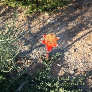 Haemanthus coccineus bloeiende plant in halfschaduw tot schaduw.