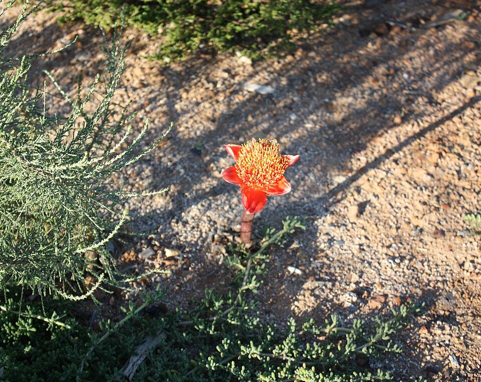Haemanthus coccineus bloeiende plant in halfschaduw tot schaduw.