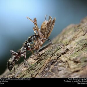 Hairy Panther Ant Ponerinae with long legs and fuzzy body.