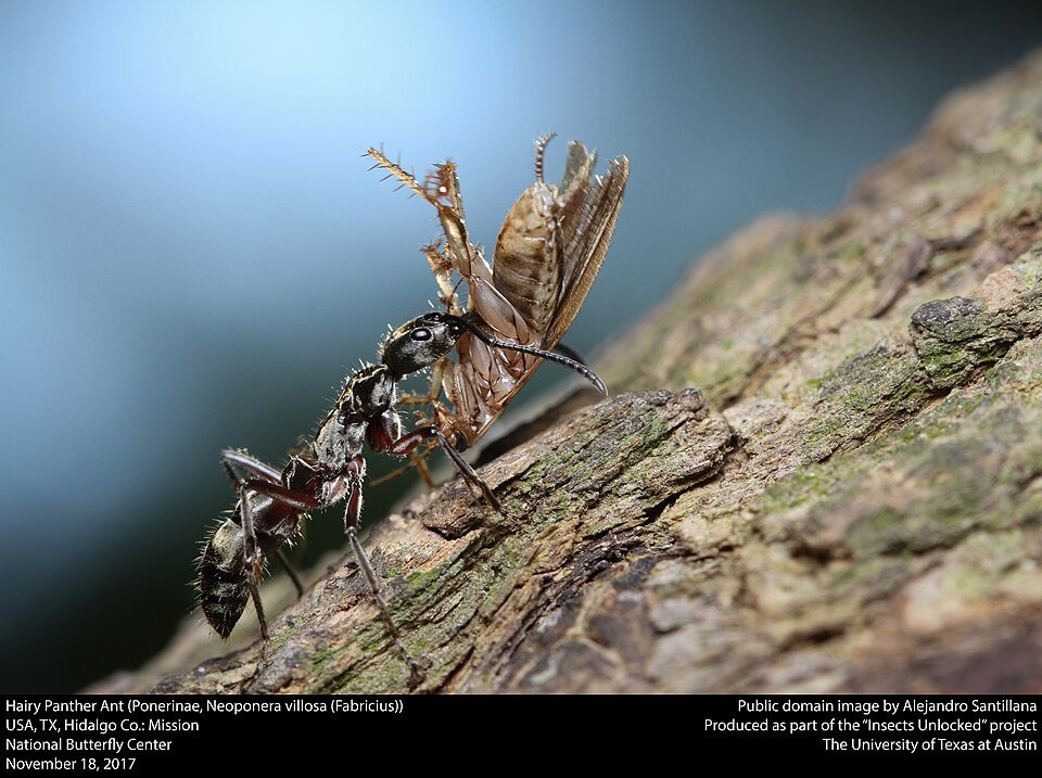Hairy Panther Ant Ponerinae with long legs and fuzzy body.