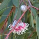 Close-up van een deels geopende Hakea Laurina knop en bloem.