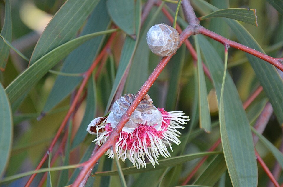 Close-up van een deels geopende Hakea Laurina knop en bloem.