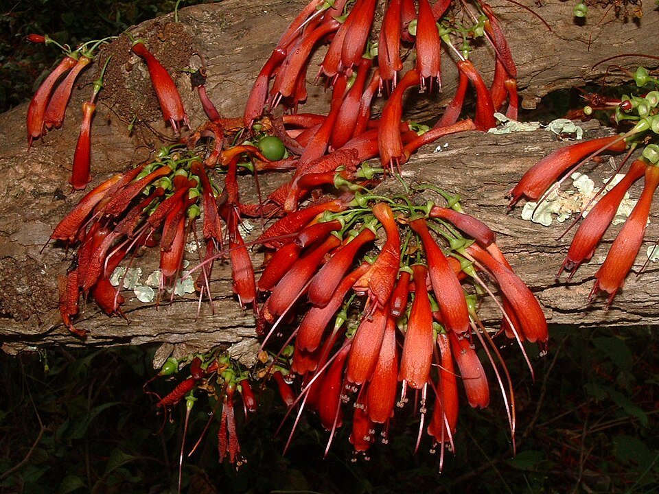 Halleria lucida bloemen op een boomtak.