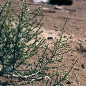 Soda stocksii plant met smalle bladeren en kleine witte bloemen in een natuurlijke omgeving.