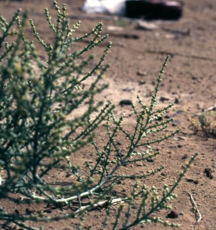 Soda stocksii plant met smalle bladeren en kleine witte bloemen in een natuurlijke omgeving.