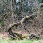 Dwergbeuk boom met herfstbladeren in Haltern am See.