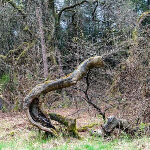 Dwergbeuk boom met herfstbladeren in Haltern am See.