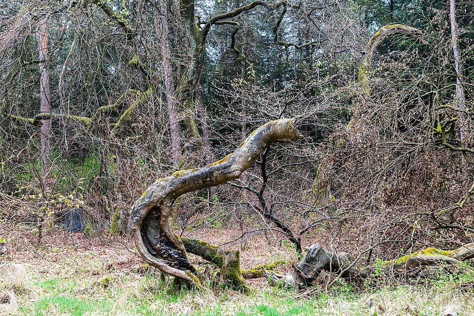Dwergbeuk boom met herfstbladeren in Haltern am See.