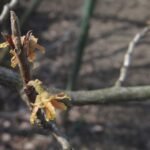 Vernal witch hazel flowers in bloom with yellow and red petals against green foliage.