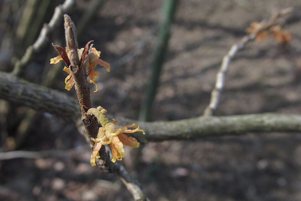 Vernal witch hazel flowers in bloom with yellow and red petals against green foliage.