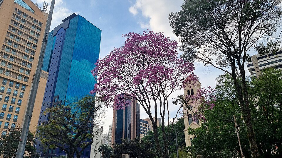 Roze Handroanthus heptaphyllus bloemen op een tak.