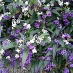 Prachtige paarse bloemen van de Hardenbergia violacea.