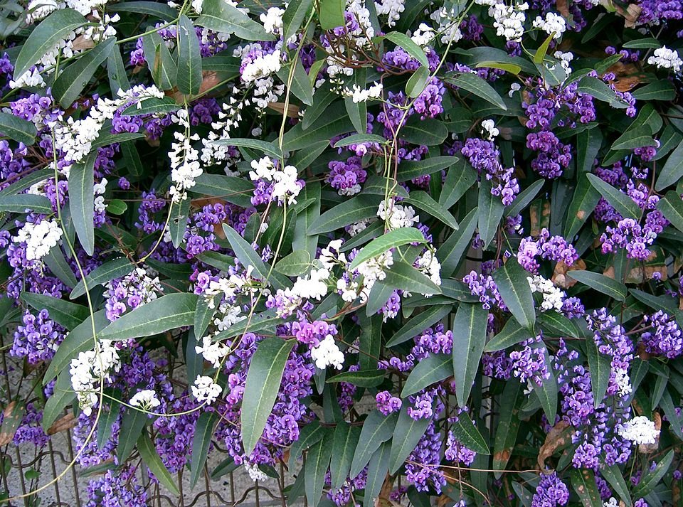 Prachtige paarse bloemen van de Hardenbergia violacea.