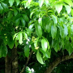 Harpullia pendula boom met groen blad en gele bloemen.