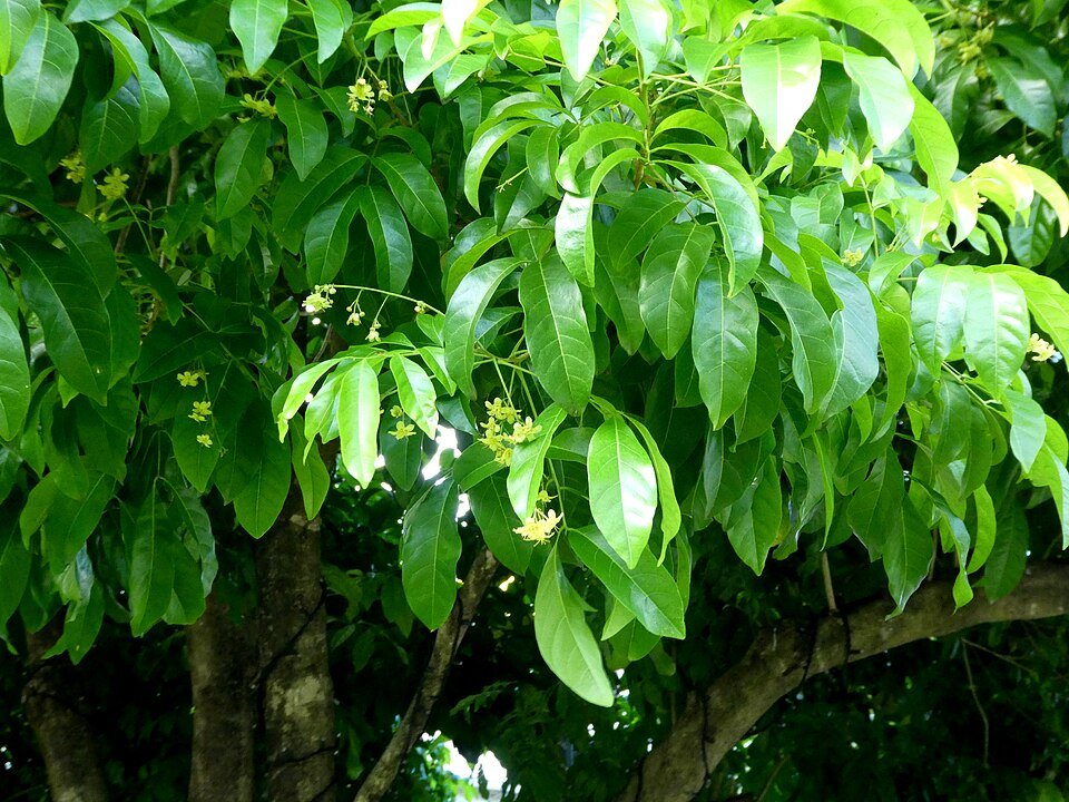 Harpullia pendula boom met groen blad en gele bloemen.