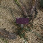 Harrisia brookii cactus met heldergroene stengels en witte bloemen in botanische tuin.