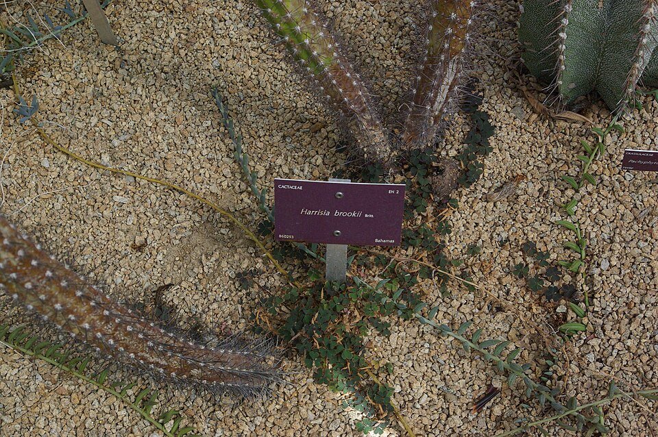 Harrisia brookii cactus met heldergroene stengels en witte bloemen in botanische tuin.