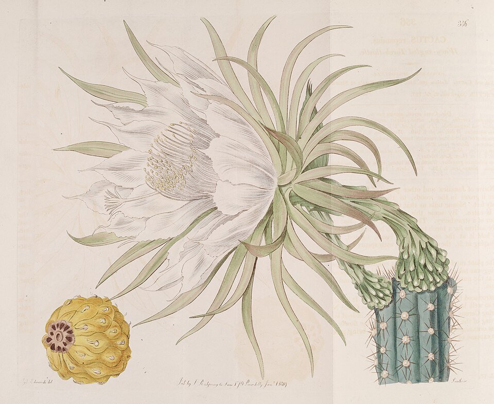 Harrisia gracilis cactus met witte bloemen naast Cereus repandus.