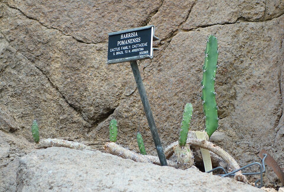 Bloeiende Harrisia pomanensis cactus met witte bloemen en groene stengels.