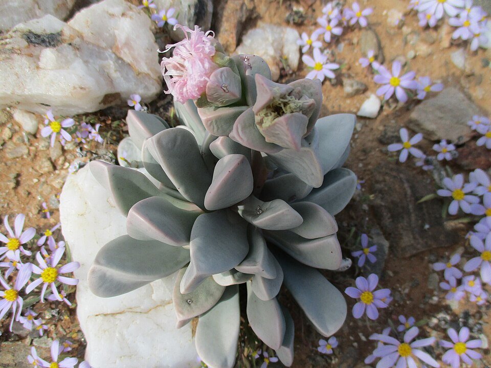 Rood bloeiende Hartmanthus hallii plant in close-up.