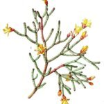 Hatiora cylindrica cactus met feloranje buisvormige bloemen op groene stengel.
