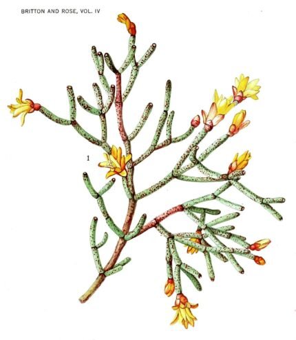 Hatiora cylindrica cactus met feloranje buisvormige bloemen op groene stengel.