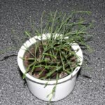 Green cactus plant with white flowers in pot.