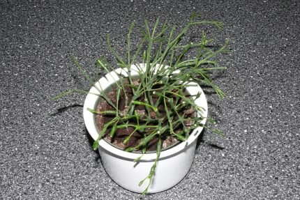 Green cactus plant with white flowers in pot.