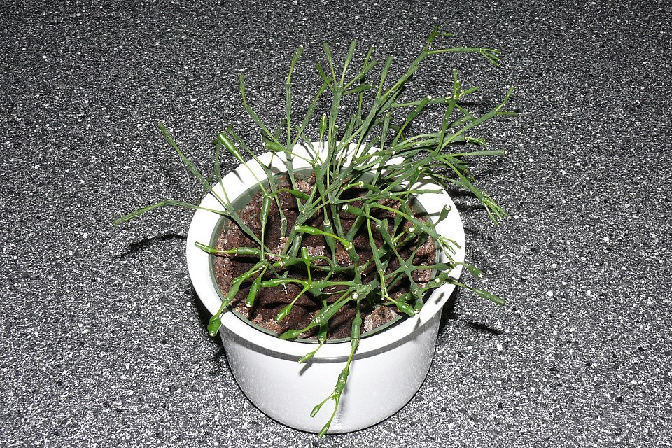 Green cactus plant with white flowers in pot.