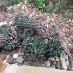 Haworthiopsis reinwardtii plant met puntige groene bladeren en witte strepen.