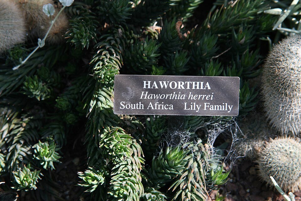 Haworthia zantneriana succulent plant with green leaves in a pot.