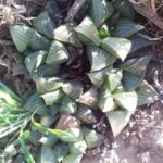 Haworthia magnifica cluster of succulents in shades of green.