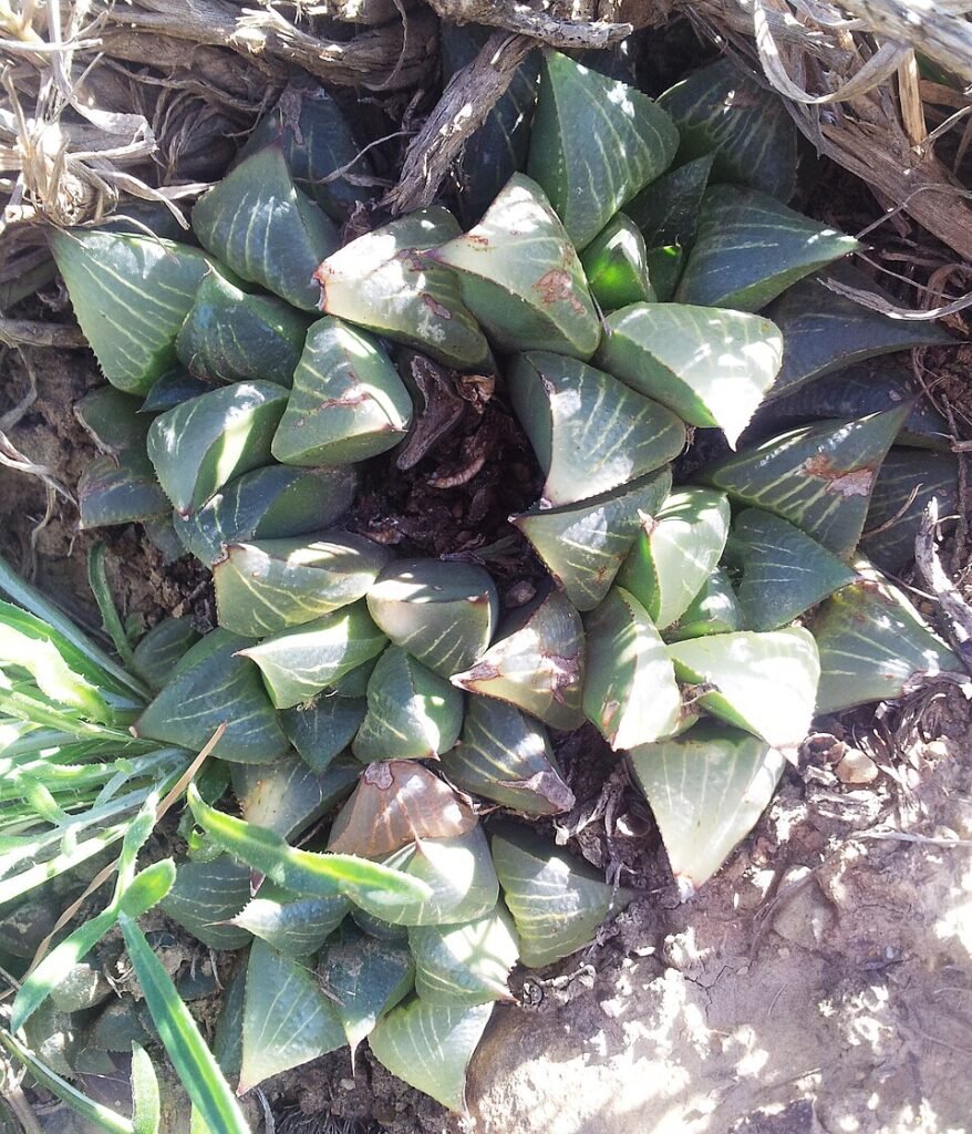 Haworthia magnifica cluster of succulents in shades of green.
