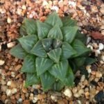Haworthia mirabilis plant in pot with white stripes and green leaves.
