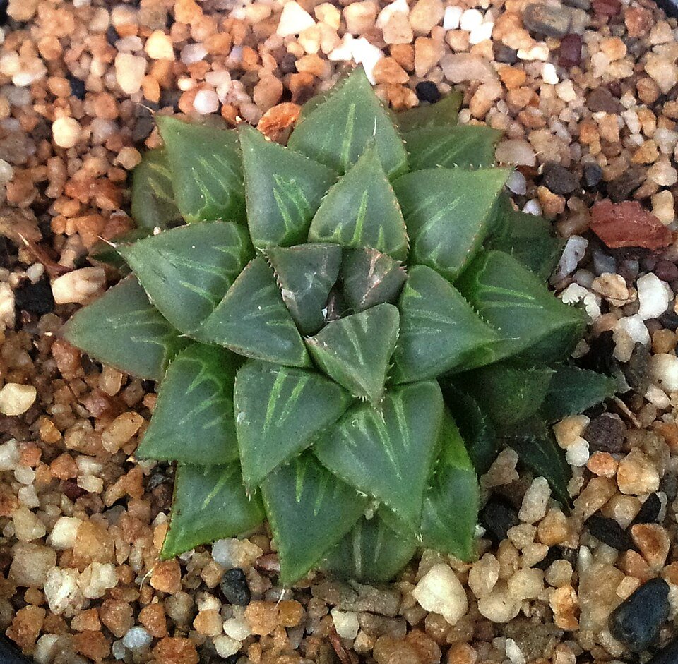 Haworthia mirabilis plant in pot with white stripes and green leaves.