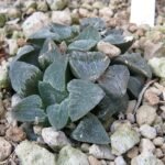 Haworthia pygmaea plant with pointed green leaves in a pot.