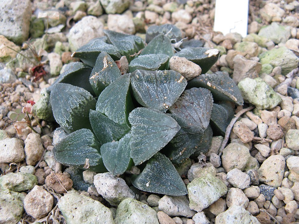 Haworthia pygmaea plant with pointed green leaves in a pot.