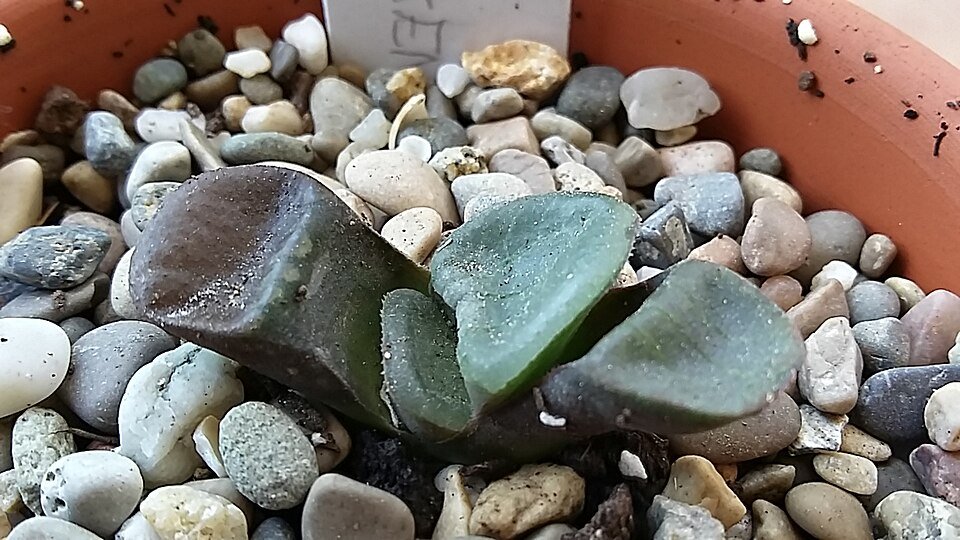 Haworthia springbokvlakensis succulent plant with spiky green leaves.