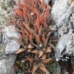 Sierlijke Haworthiopsis venosa plant met strepen in pot.