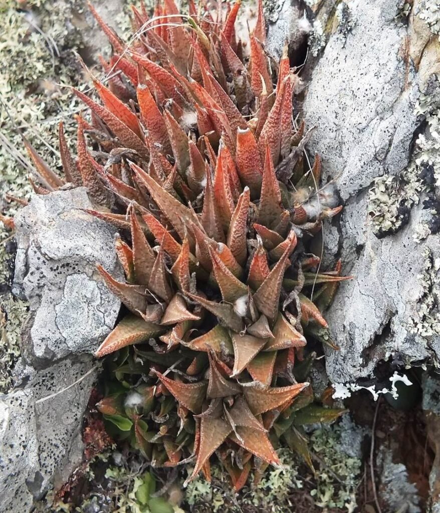 Sierlijke Haworthiopsis venosa plant met strepen in pot.