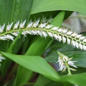 Yellow-green Dendrochilum glumaceum orchid flowers on a branch.