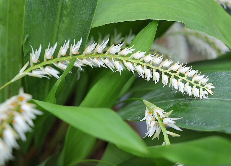 Yellow-green Dendrochilum glumaceum orchid flowers on a branch.