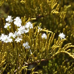 Veronica ochracea plant with small purple flowers and green leaves.