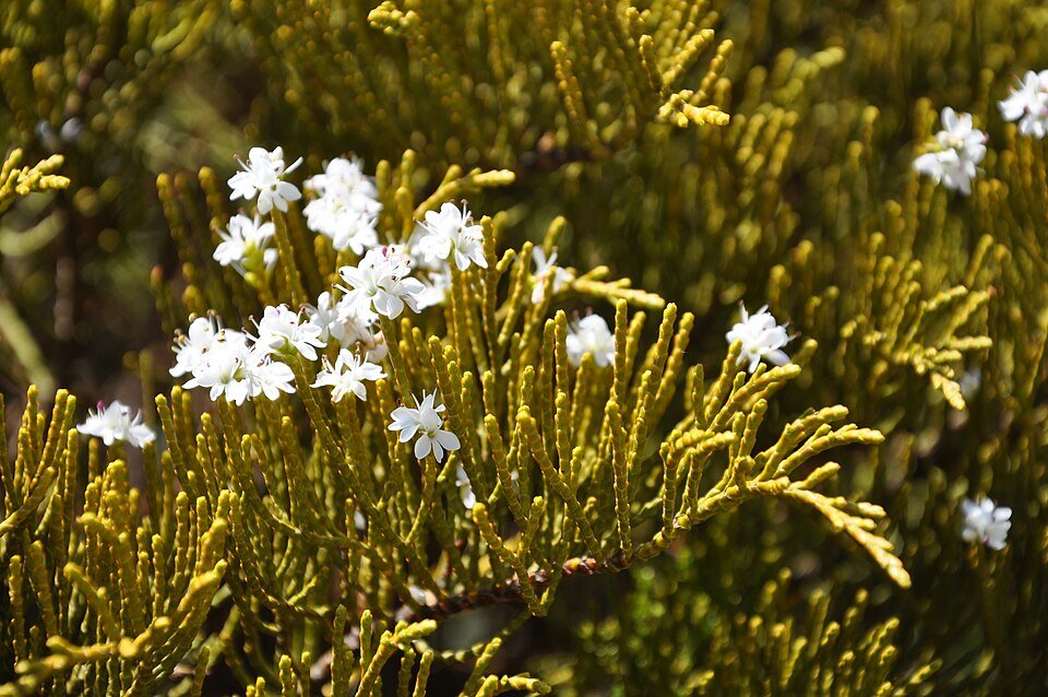 Veronica ochracea plant with small purple flowers and green leaves.