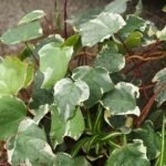 Hedera canariensis plant met bonte bladeren en witte randen.