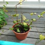 Hedera colchica plant met groene bladeren en wijnstokken.