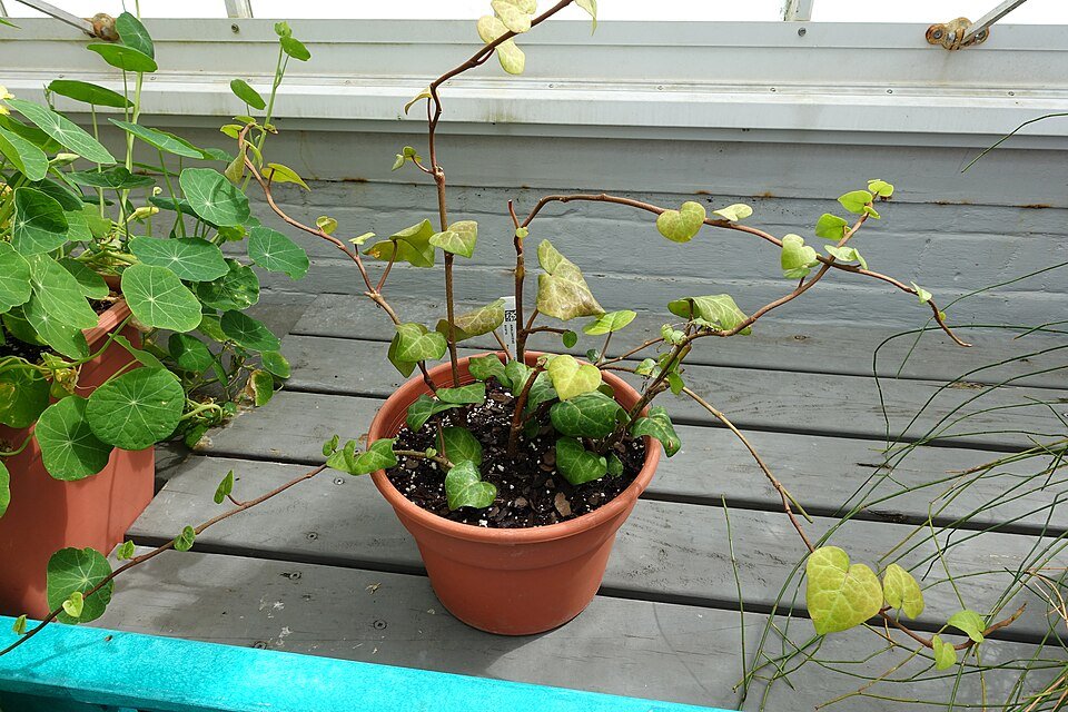 Hedera colchica plant met groene bladeren en wijnstokken.