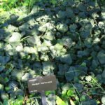 Hedera maroccana plant met groen blad en stengels.