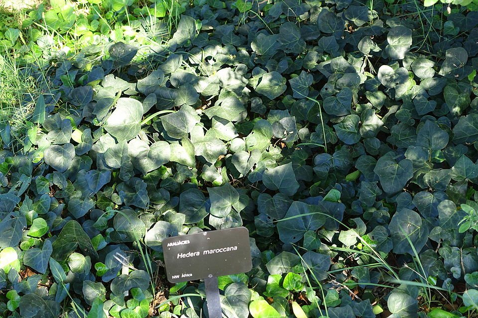 Hedera maroccana plant met groen blad en stengels.